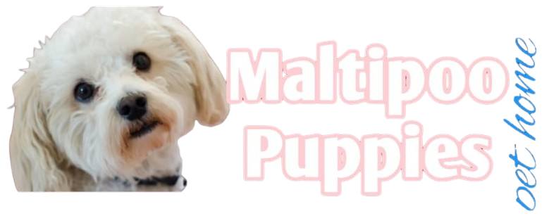 Maltipoo Dogs