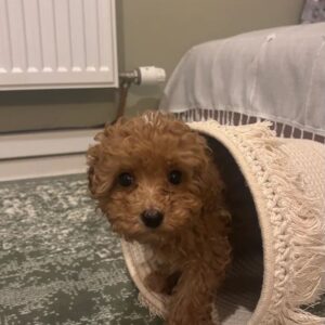 Apricot Maltipoo Puppy