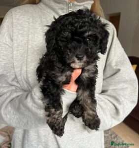 black maltipoo