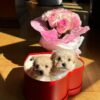 Cream Puppies in Red Heart-Shaped Box with Roses