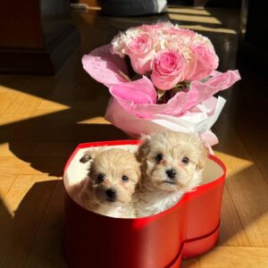 Cream Puppies in Red Heart-Shaped Box with Roses