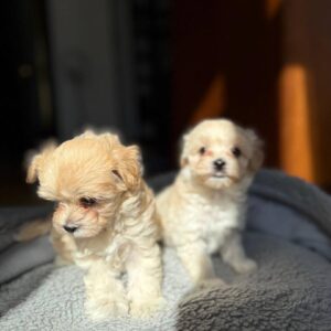 couple maltipoo