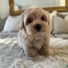 Cream Maltipoo baby
