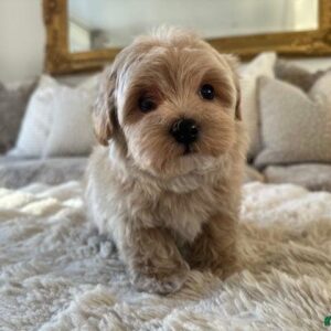 Cream Maltipoo baby