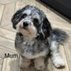 Gray & White Adult Maltipoo