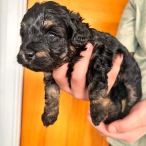Black Puppy with Brown Markings