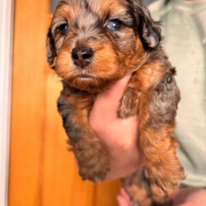 multicolored Maltipoo