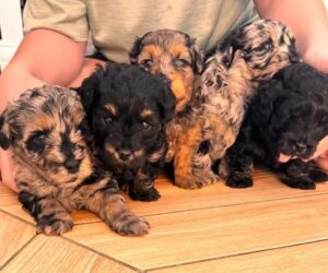 Black, Apricot, Merle/Tri-Color maltipoos