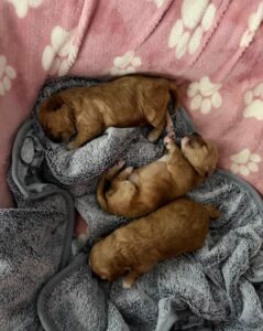 babies maltipoo