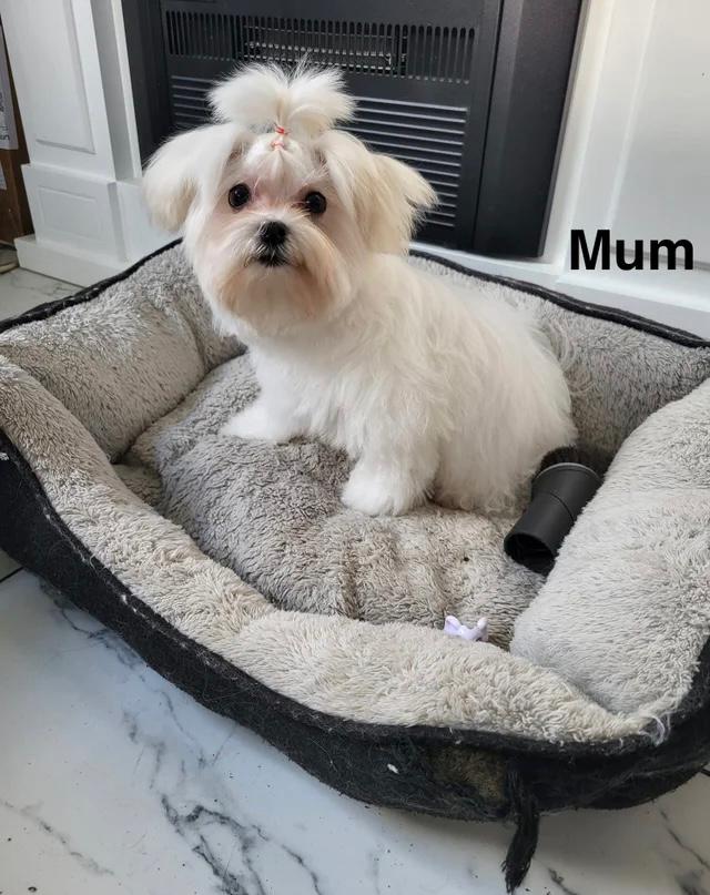 WhatsApp Image 2026-02-21 at 12.18.10 AM (1) Cream Puppy on Throne-Like Crown Chair