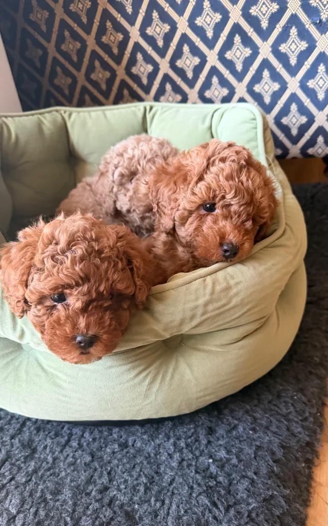 WhatsApp Image 2026-02-21 at 12.36.06 AM Cream Maltipoo