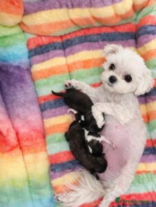 Mom with Newborn Black & White Puppies on Rainbow Blanket