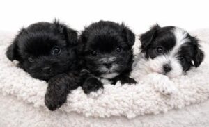 Three Black & White Newborn maltipoo Puppies