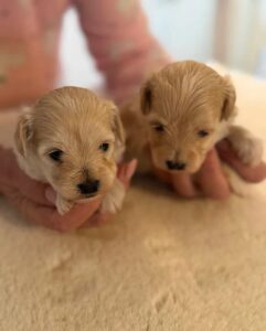 Apricot Puppies