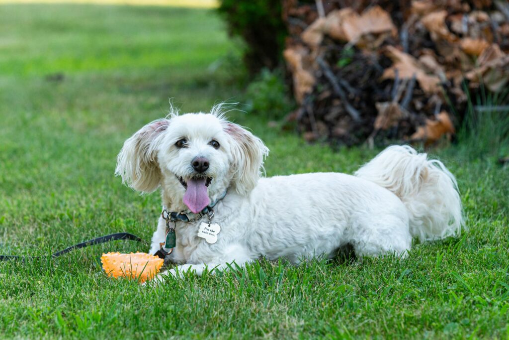 white maltipoo