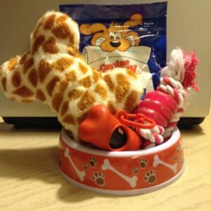 maltipoo feeding bowl