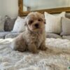 Grey maltipoo