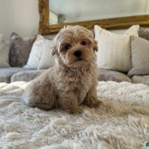 Grey maltipoo