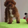 dark brown with white patch maltipoo
