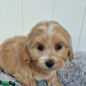 Brown maltipoo