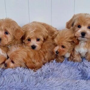 maltipoo brown puppies