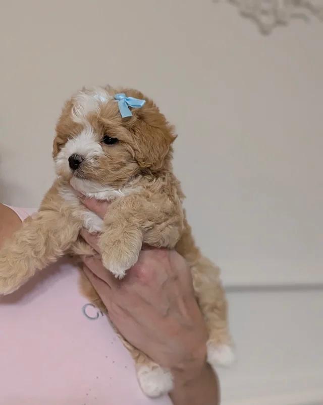 WhatsApp Image 2026-03-22 at 4.20.19 AM (4) Sally maltipoo