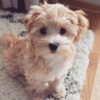 ash maltipoo
